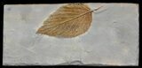 Fossil Hackberry Leaf - Montana #52236-1